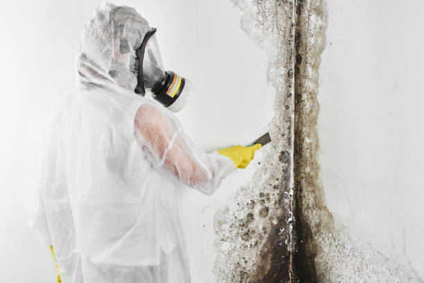 Best Mold Remediation  in Mcgregor, TX