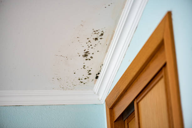 Best Affordable Mold Removal  in Mcgregor, TX