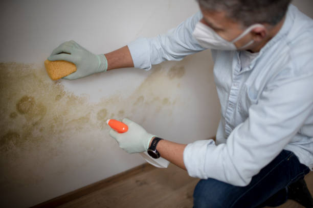 Best Mold Removal Near Me  in Mcgregor, TX