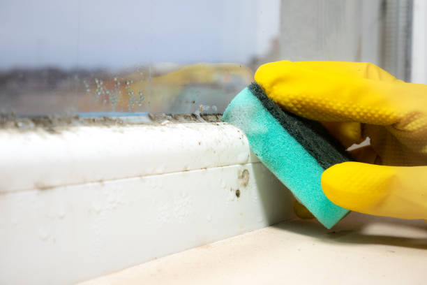 Best Fast Mold Removal  in Mcgregor, TX