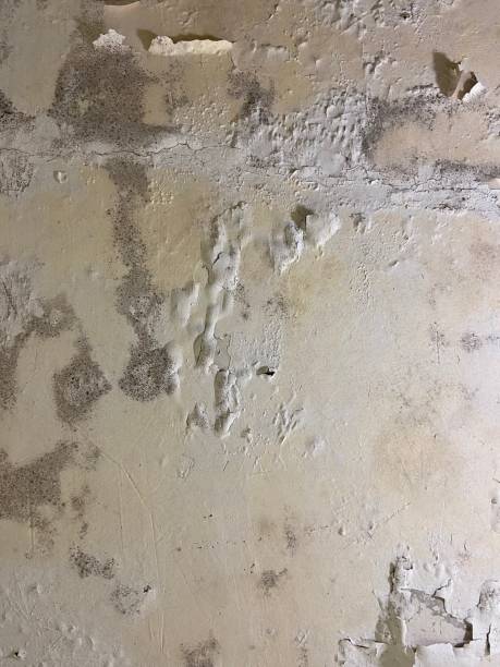 Best Crawl Space Mold Removal  in Mcgregor, TX