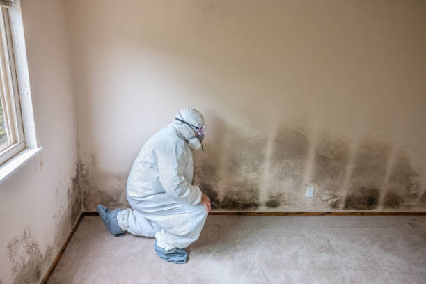 Certified Mold Removal in Mcgregor, TX