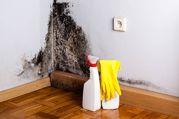 Best Mold Remediation  in Mcgregor, TX