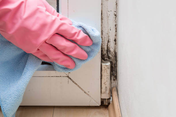 Best Certified Mold Removal  in Mcgregor, TX