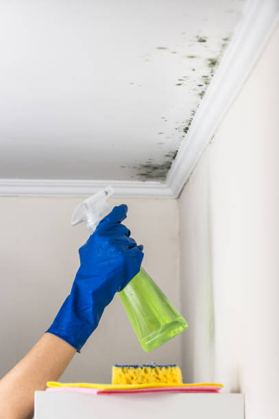 Best Toxic Mold Removal  in Mcgregor, TX